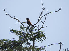 Eurystomus glaucurus