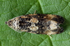 Endothenia
