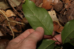 Celastrus subspicatus