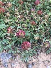 Trifolium burchellianum