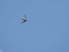 Cypsiurus parvus