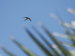Cypsiurus parvus