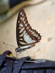 Graphium evemon