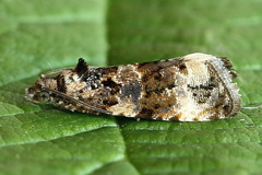 Endothenia