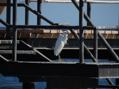 Egretta gularis schistacea