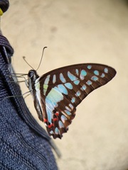 Graphium evemon