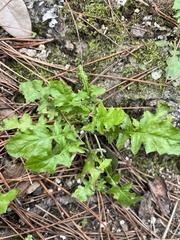 Youngia japonica