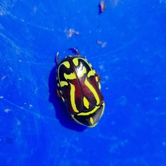 Eupoecila australasiae
