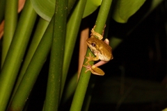 Hyperolius marmoratus