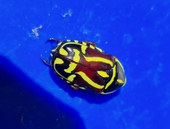 Eupoecila australasiae