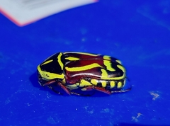 Eupoecila australasiae