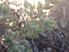 Crassula mesembryanthoides