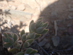 Crassula mesembryanthoides