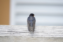 Hirundo neoxena carteri