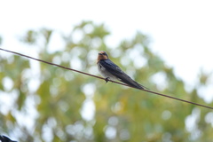 Hirundo neoxena carteri