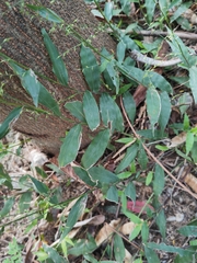 Oplismenus compositus