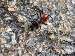 Dinomyrmex gigas