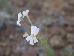 Jamesbrittenia foliolosa