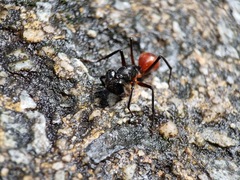 Dinomyrmex gigas