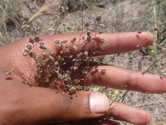 Eragrostis obtusa
