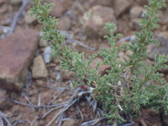 Jamesbrittenia foliolosa