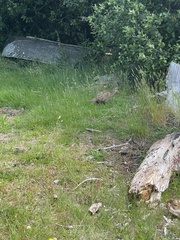 Gallirallus australis