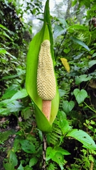 Amorphophallus