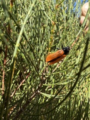 Castiarina rufipennis