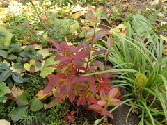 Vaccinium smallii
