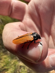 Castiarina rufipennis