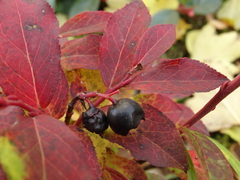Vaccinium smallii