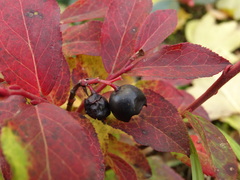 Vaccinium smallii