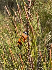 Castiarina rufipennis