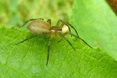 Dolomedes