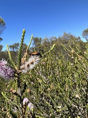 Castiarina rufipennis