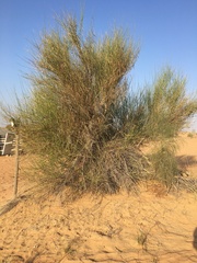 Leptadenia pyrotechnica