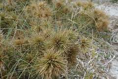 Spinifex