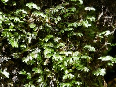 Hymenophyllum minimum