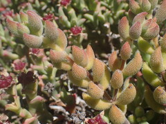 Crassula mesembryanthoides