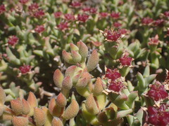 Crassula mesembryanthoides