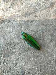 Chrysochroa fulgidissima