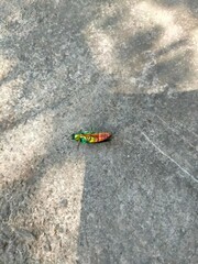 Chrysochroa fulgidissima