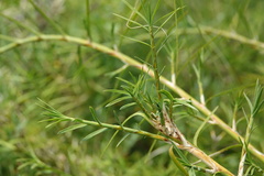 Acanthocarpus preissii