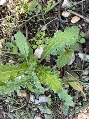 Carduus pycnocephalus