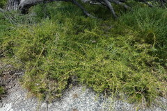 Acanthocarpus preissii