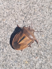 Basicryptus interruptus