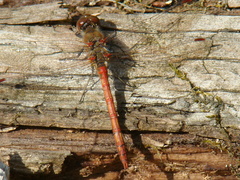 Sympetrum striolatum
