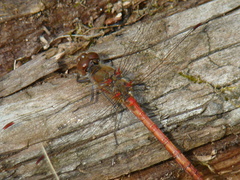 Sympetrum striolatum