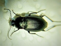 Calathus fuscipes