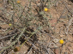 Pentzia incana